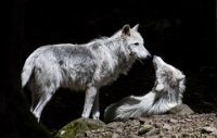 96 - TENDRESSE CHEZ LES LOUPS - BAILLEUL ODILE - france